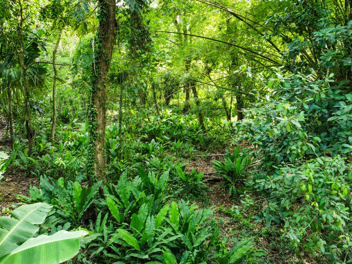 Rare Front-Row Bluff Beach Lot, ~1,586 m² — Isla Colón - 4