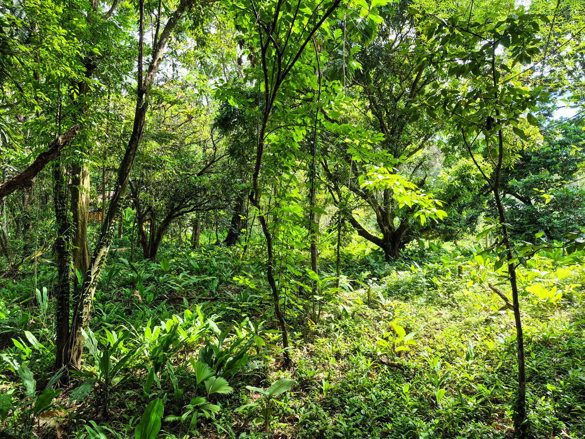 Rare Front-Row Bluff Beach Lot, ~1,586 m² — Isla Colón - 11