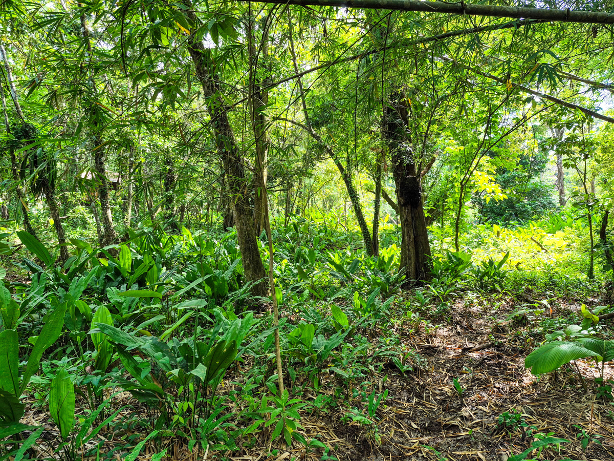 Rare Front-Row Bluff Beach Lot, ~1,586 m² — Isla Colón - 9
