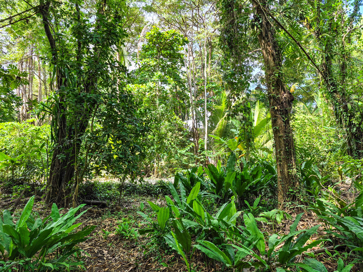 Rare Front-Row Bluff Beach Lot, ~1,586 m² — Isla Colón - 10