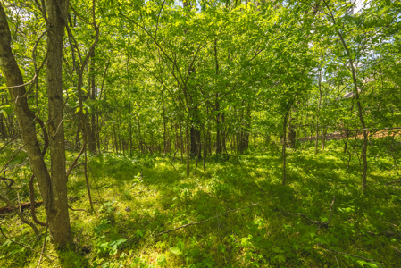 Sunset Bay On Norris Lake-Union County- East TN Wooded Lot - image 12