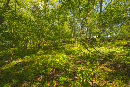 Sunset Bay On Norris Lake-Union County- East TN Wooded Lot - image 18