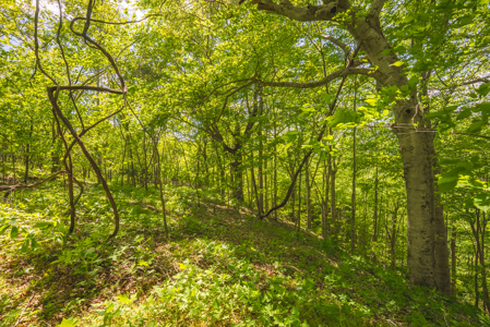 Sunset Bay On Norris Lake-Union County- East TN Wooded Lot - image 20