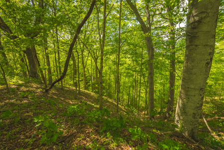 Sunset Bay On Norris Lake-Union County- East TN Wooded Lot - image 19