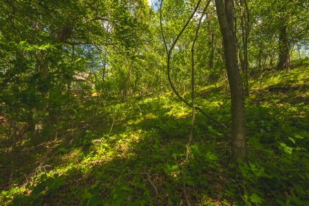 Sunset Bay On Norris Lake-Union County- East TN Wooded Lot - image 15