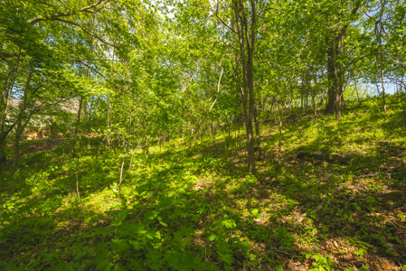 Sunset Bay On Norris Lake-Union County- East TN Wooded Lot - image 16