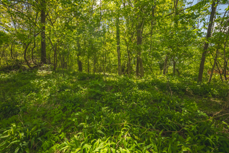 Sunset Bay On Norris Lake-Union County- East TN Wooded Lot - image 10