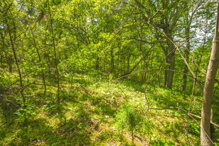 Sunset Bay On Norris Lake-Union County- East TN Wooded Lot - image 13
