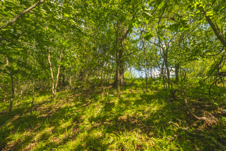 Sunset Bay On Norris Lake-Union County- East TN Wooded Lot - image 17