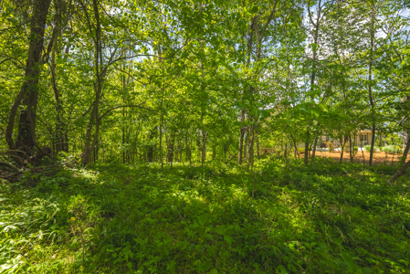 Sunset Bay On Norris Lake-Union County- East TN Wooded Lot - image 11