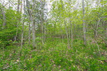 29 Acres of Prime Hunting Land in the Missouri Ozarks | Hartville - image 22