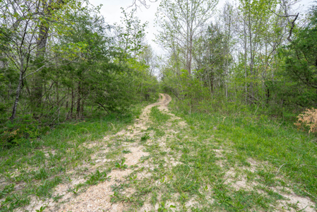 29 Acres of Prime Hunting Land in the Missouri Ozarks | Hartville - image 15