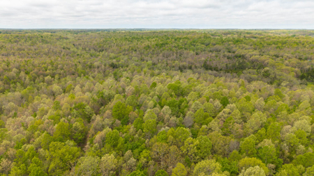 29 Acres of Prime Hunting Land in the Missouri Ozarks | Hartville - image 10