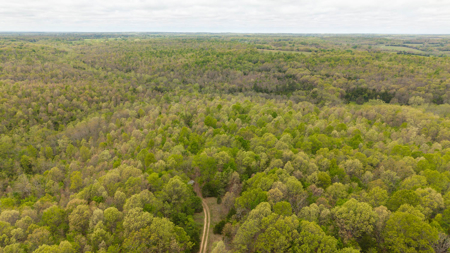 29 Acres of Prime Hunting Land in the Missouri Ozarks | Hartville - image 9