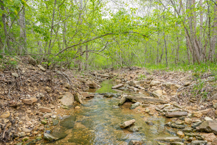 29 Acres of Prime Hunting Land in the Missouri Ozarks | Hartville - image 12