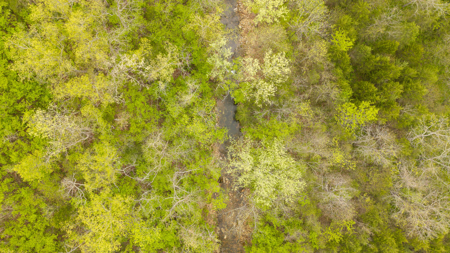 29 Acres of Prime Hunting Land in the Missouri Ozarks | Hartville - image 6