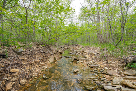 29 Acres of Prime Hunting Land in the Missouri Ozarks | Hartville - image 11