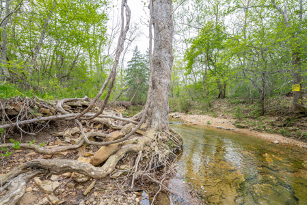 29 Acres of Prime Hunting Land in the Missouri Ozarks | Hartville - image 21