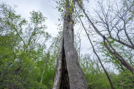 29 Acres of Prime Hunting Land in the Missouri Ozarks | Hartville - image 20