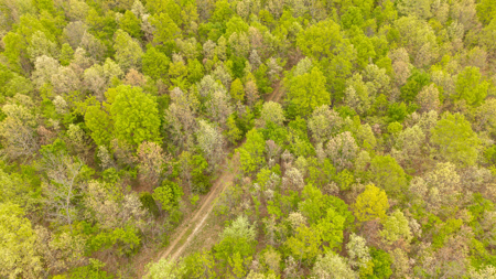 29 Acres of Prime Hunting Land in the Missouri Ozarks | Hartville - image 8