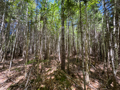 20 Acre Parcel with Brook Frontage - Oakfield, Maine - image 9