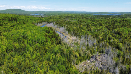 20 Acre Parcel with Brook Frontage - Oakfield, Maine - image 1