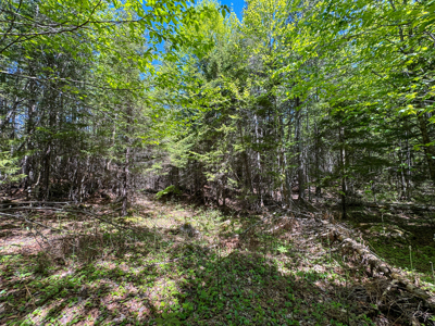 20 Acre Parcel with Brook Frontage - Oakfield, Maine - image 5