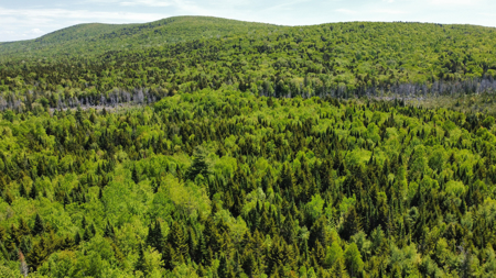 20 Acre Parcel with Brook Frontage - Oakfield, Maine - image 2