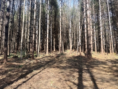 Land for sale Carroll County, Va - image 11