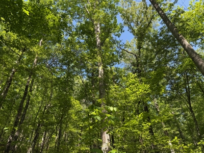 Heiberger Sportsman Club featuring an amazing lake, and much more - image 14