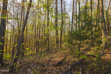 147 Acres of Mountain Land in Unicoi County, Tennessee - image 22