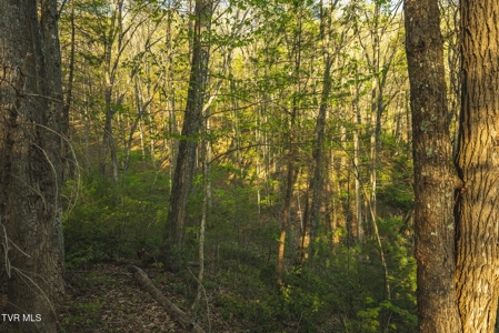 147 Acres of Mountain Land in Unicoi County, Tennessee - image 5