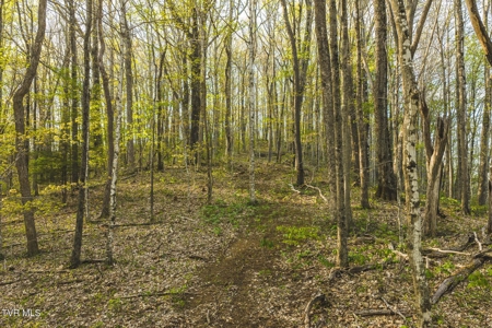 147 Acres of Mountain Land in Unicoi County, Tennessee - image 18