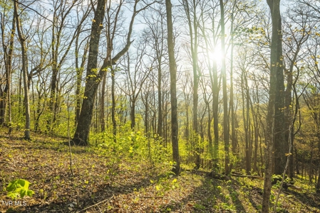 147 Acres of Mountain Land in Unicoi County, Tennessee - image 14
