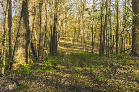147 Acres of Mountain Land in Unicoi County, Tennessee - image 15