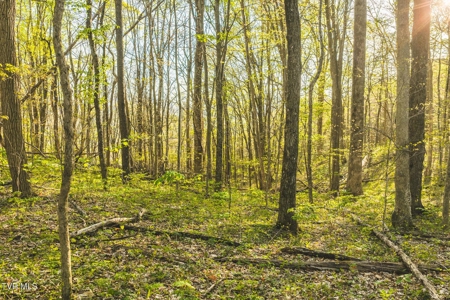 147 Acres of Mountain Land in Unicoi County, Tennessee - image 16