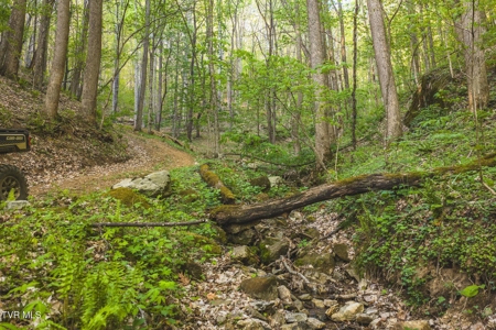 147 Acres of Mountain Land in Unicoi County, Tennessee - image 28