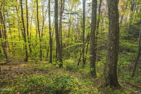 147 Acres of Mountain Land in Unicoi County, Tennessee - image 3