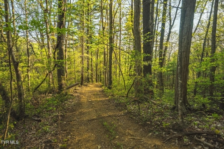 147 Acres of Mountain Land in Unicoi County, Tennessee - image 4