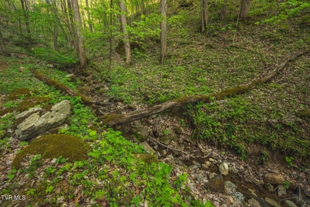 147 Acres of Mountain Land in Unicoi County, Tennessee - image 26