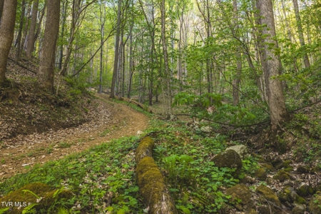 147 Acres of Mountain Land in Unicoi County, Tennessee - image 27