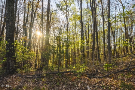 147 Acres of Mountain Land in Unicoi County, Tennessee - image 21