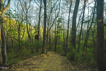 147 Acres of Mountain Land in Unicoi County, Tennessee - image 25