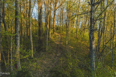 147 Acres of Mountain Land in Unicoi County, Tennessee - image 30