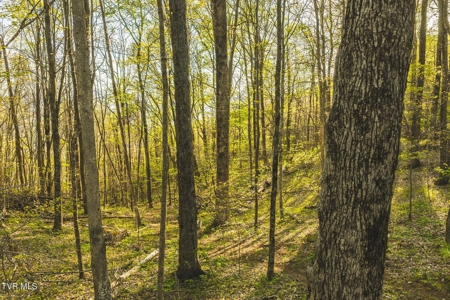 147 Acres of Mountain Land in Unicoi County, Tennessee - image 17