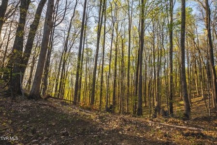 147 Acres of Mountain Land in Unicoi County, Tennessee - image 24