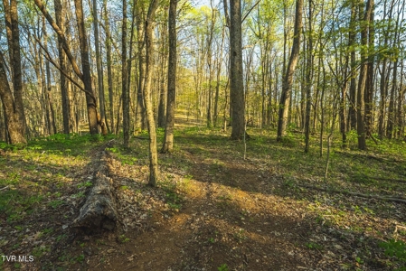 147 Acres of Mountain Land in Unicoi County, Tennessee - image 10