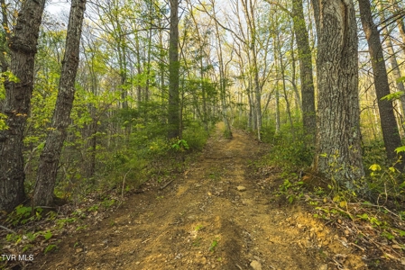 147 Acres of Mountain Land in Unicoi County, Tennessee - image 2