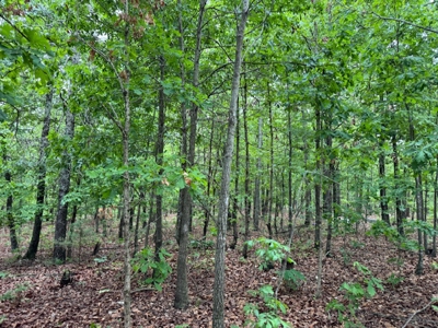 Ozarks Land And Building Site For Sale Near Viola Arkansas - image 17
