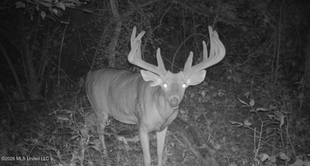 Duckport Legacy Waterfowl and Whitetail Recreational Tract - image 39
